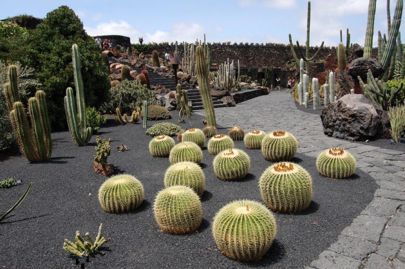 Giardino dei cactus, cosa fare Lanzarote