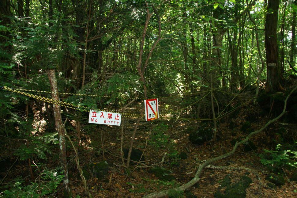 La foresta di Aokigahara, la foresta