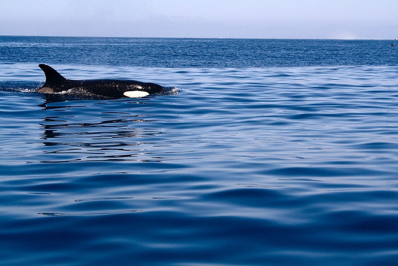 Un'orca a Tarifa, cosa vedere Cadice