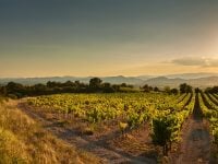 Vignobles au coucher du soleil, Occitanie