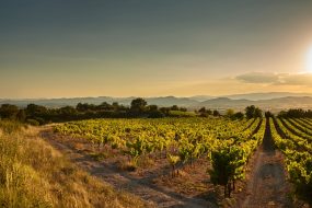 Vignobles au coucher du soleil, Occitanie