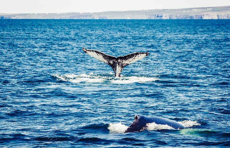 Whale watching a Husavik, Islanda