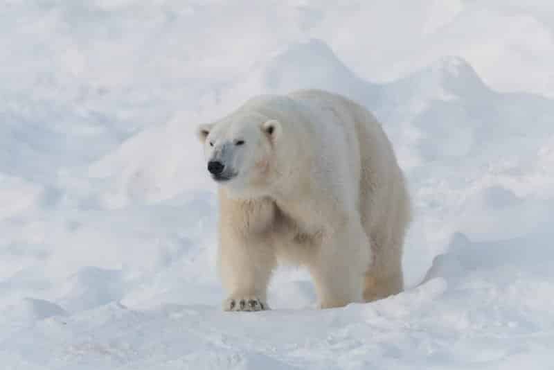 Orso polare nel Parco Nazionale di Ranua