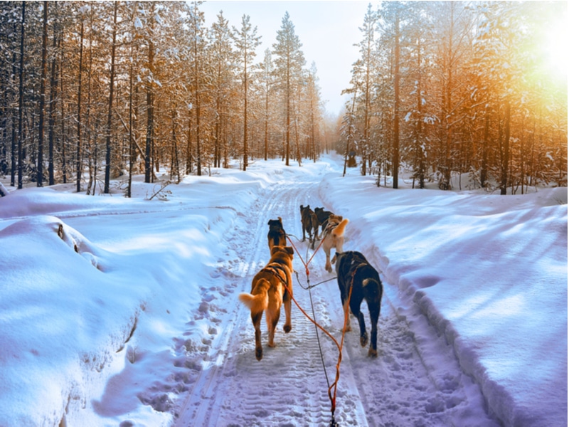 Equitazione di cani da slitta, Finlandia