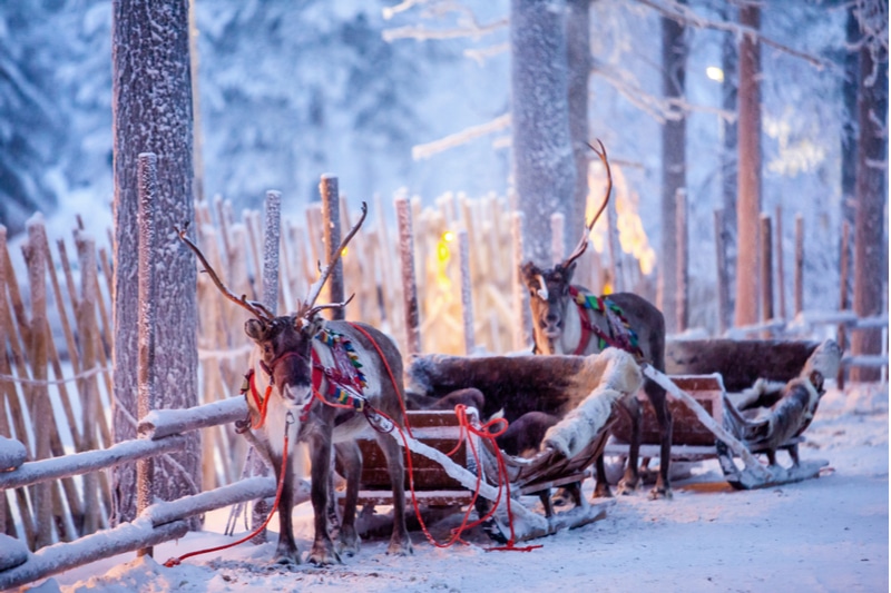 Slitta per renne in Finlandia
