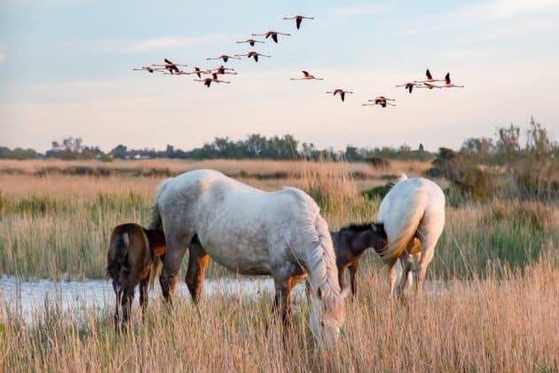 Dove dormire nella Camargue? Le migliori città in cui alloggiare