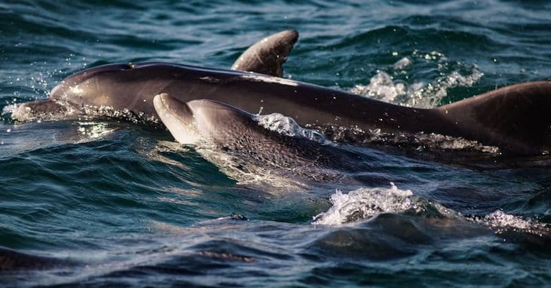 I delfini di Sado