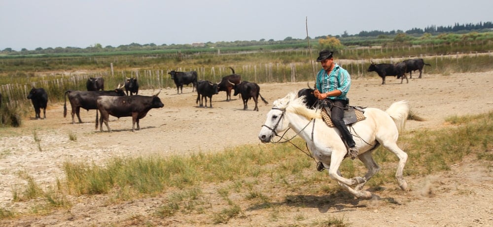 Que faire en Petite Camargue