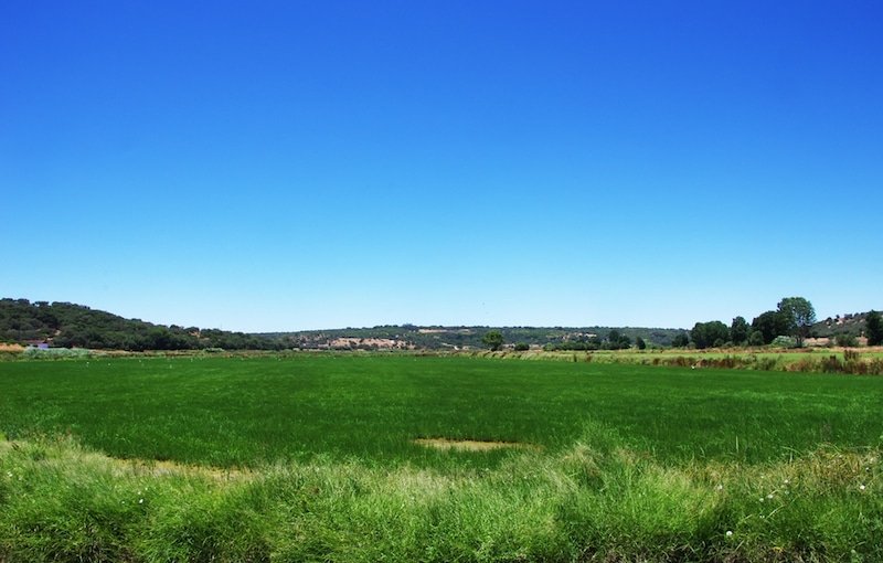 Campo di riso in Portogallo