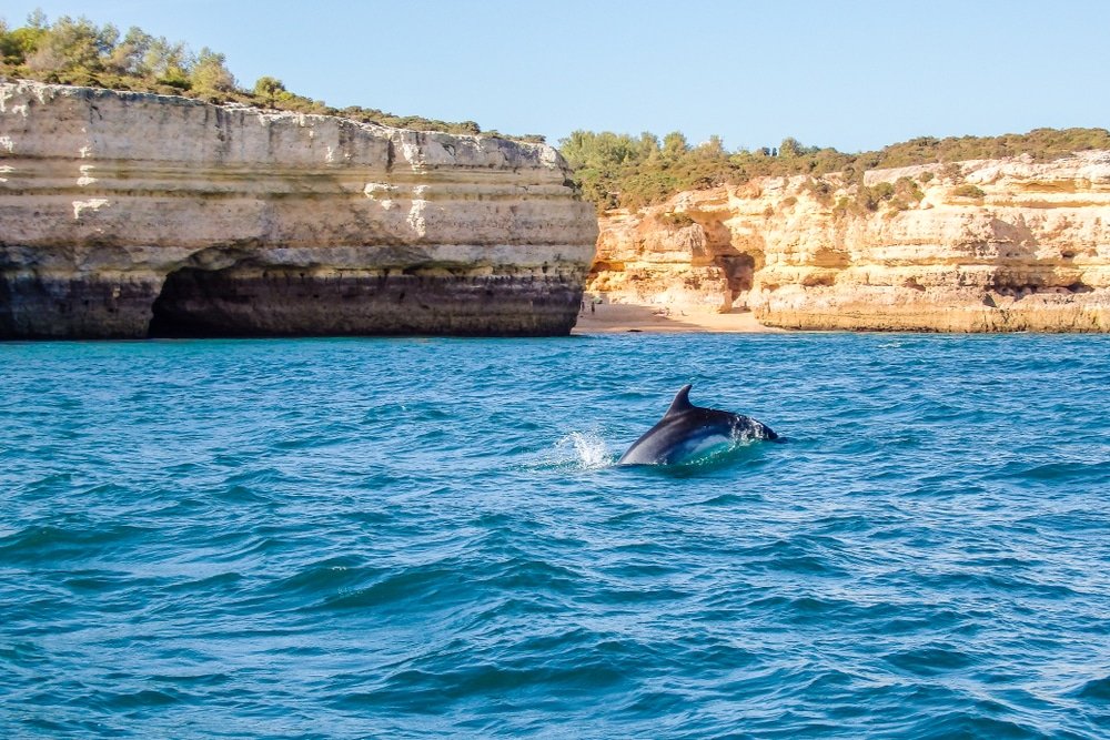 Visitare Vilamoura: osservazione dei delfini